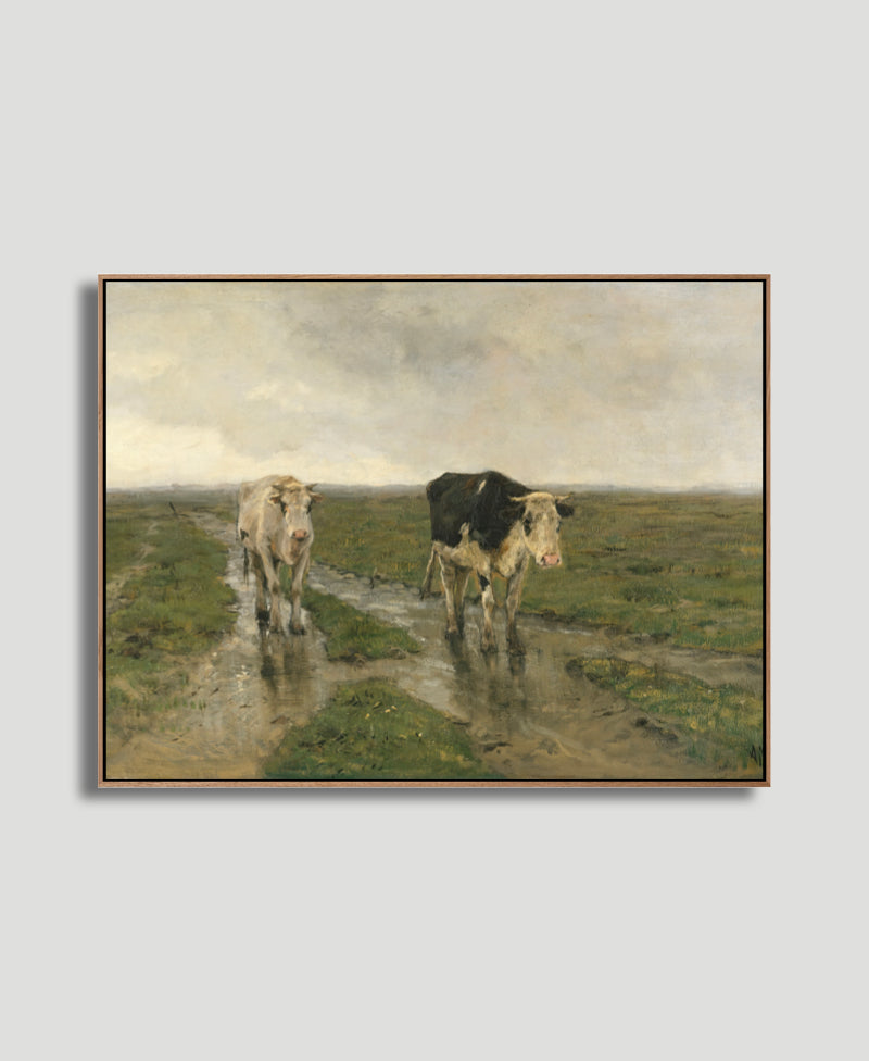 "COWS IN THE RAIN"